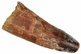 Fossil Spinosaurus Tooth - Feeding Worn Tip #357464-1
